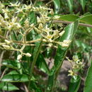 Imagem de Kirkiaceae