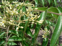 Image of Kirkia acuminata Oliver