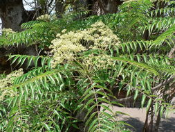 Image of <i>Kirkia acuminata</i>