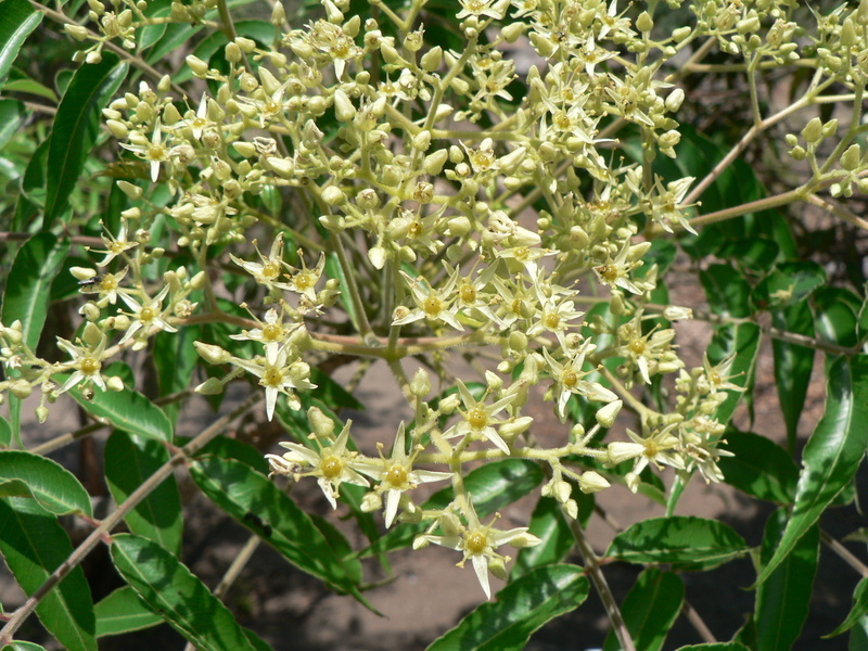 Image of Kirkia acuminata Oliver