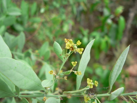 Image of <i>Osyris lanceolata</i>