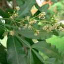 Image of Fern-leaf