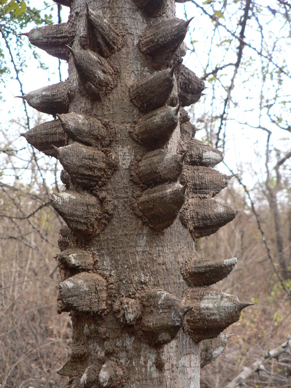 Image of Knob Wood