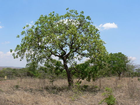 Image of Cibangalume