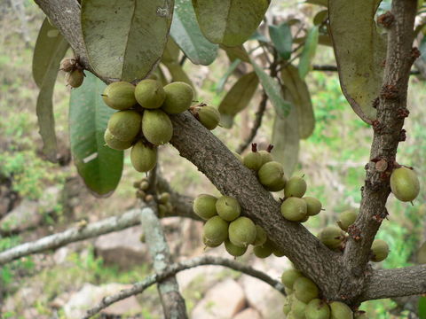 Image of Transvaal milk plum