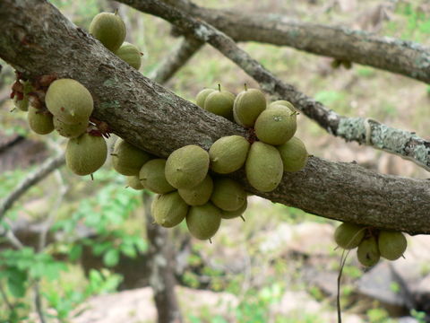 Image of Transvaal milk plum