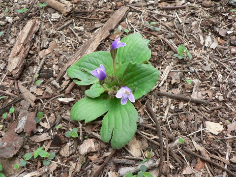 Image of Craterostigma pumilum Hochst.