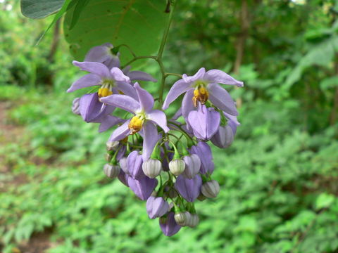 Image de Solanum botryophorum Ridl.