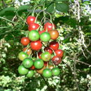 صورة Solanum botryophorum Ridl.
