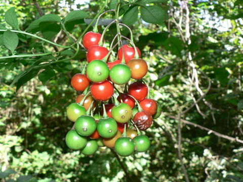 صورة Solanum botryophorum Ridl.