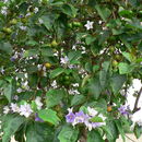 Sivun Solanum wrightii Benth. kuva