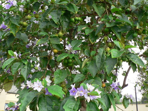 Imagem de Solanum wrightii Benth.