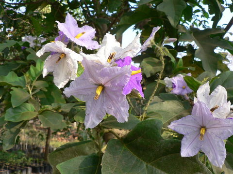Imagem de Solanum wrightii Benth.