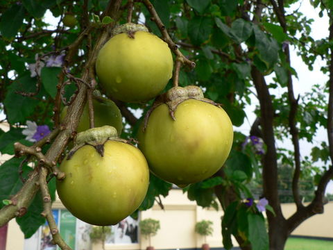 Слика од Solanum wrightii Benth.