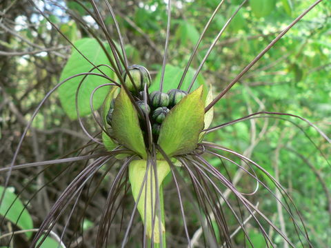 Слика од Tacca leontopetaloides (L.) Kuntze