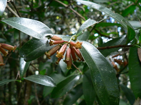 Image of Green flower tree