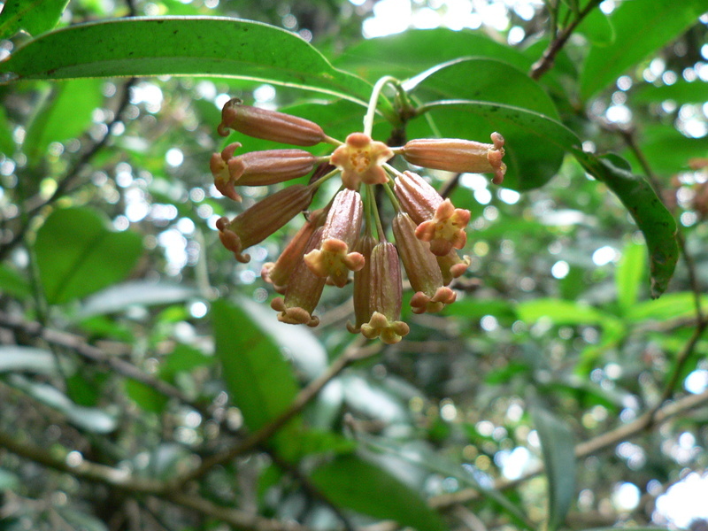 Sivun Peddiea africana Harv. kuva