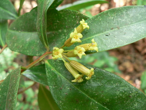 Image of Green flower tree