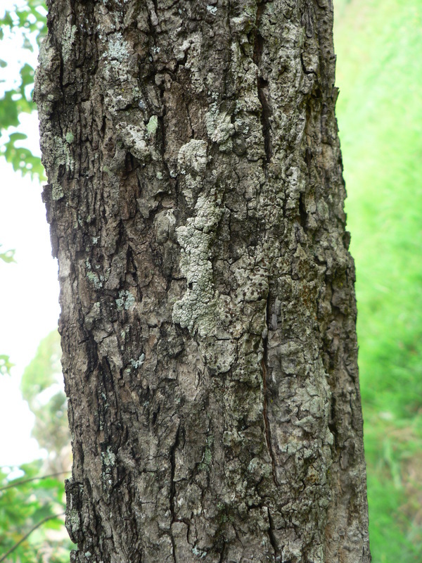 Image of Asegaai wood