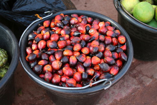 Imagem de Elaeis guineensis Jacq.