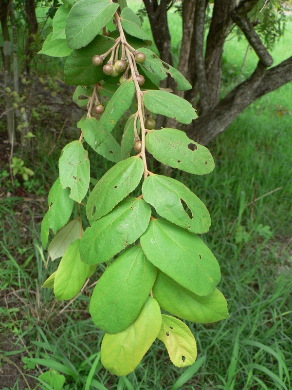 Image of Asegaai wood