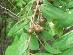 Image of Asegaai wood