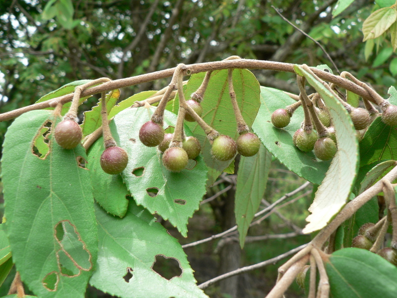 Image of Asegaai wood