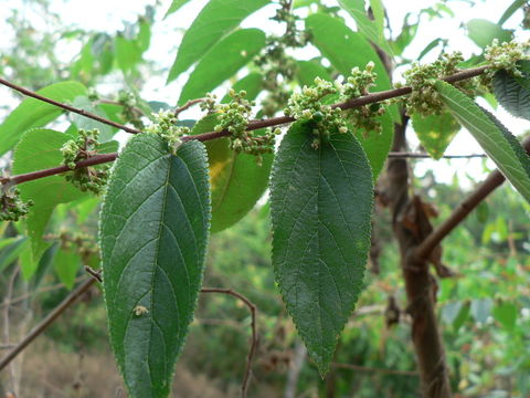 Image of Gunpowder-Tree