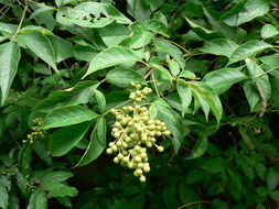 Image de Vitex buchananii Baker ex Gürke