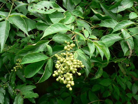 Imagem de Vitex buchananii Baker ex Gürke