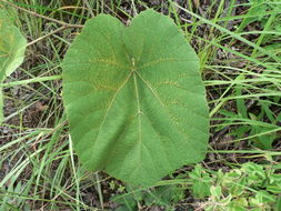 Image of Cissus trothae Gilg & Brandt