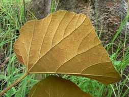 Image of Cissus trothae Gilg & Brandt