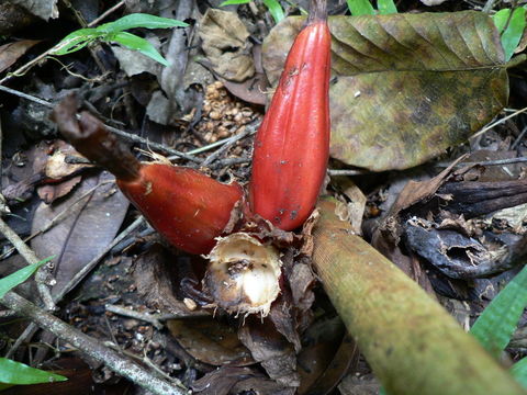 Image de Grand cardamone de Madagascar