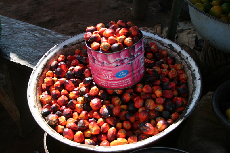 Image of African oil palm