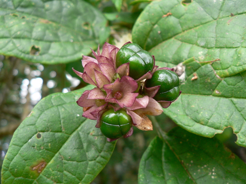 Imagem de Clerodendrum cephalanthum Oliv.