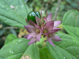 Imagem de Clerodendrum cephalanthum Oliv.