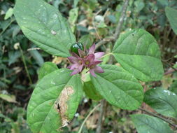 Image of Clerodendrum cephalanthum Oliv.