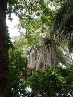 Image of African oil palm