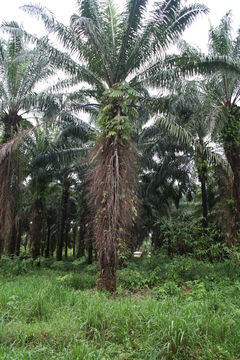 Image of African oil palm