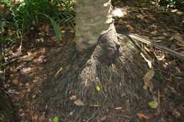 Image of African oil palm