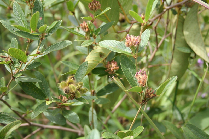 Image of Eriosema glomeratum (Guill. & Perr.) Hook. fil.