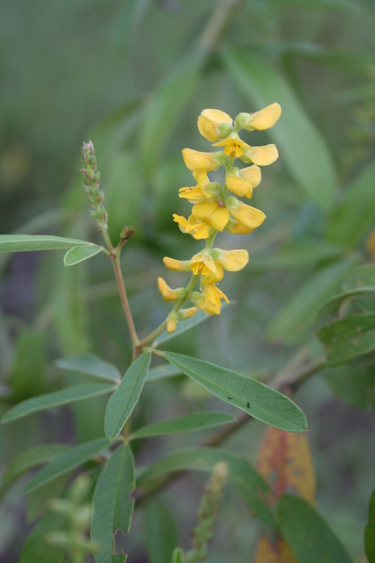 Image of Shrubby yellow eriosema