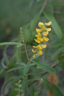 Image of Shrubby yellow eriosema