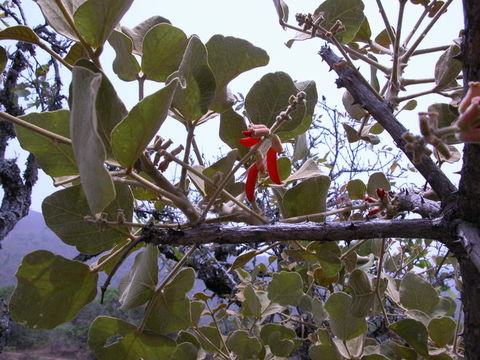 صورة Erythrina sigmoidea Hua