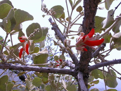 Image of Erythrina sigmoidea Hua