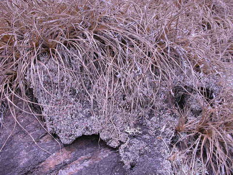 Plancia ëd Afrotrilepis pilosa (Boeckeler) J. Raynal