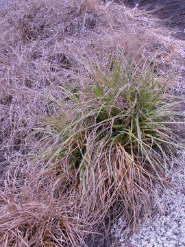 Plancia ëd Afrotrilepis pilosa (Boeckeler) J. Raynal