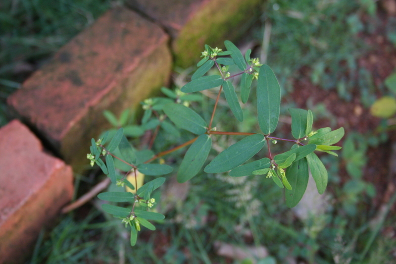 Слика од Euphorbia hypericifolia L.