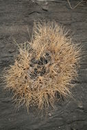Image of Afrotrilepis pilosa (Boeckeler) J. Raynal