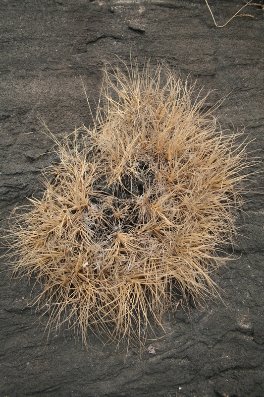 Image of Afrotrilepis pilosa (Boeckeler) J. Raynal